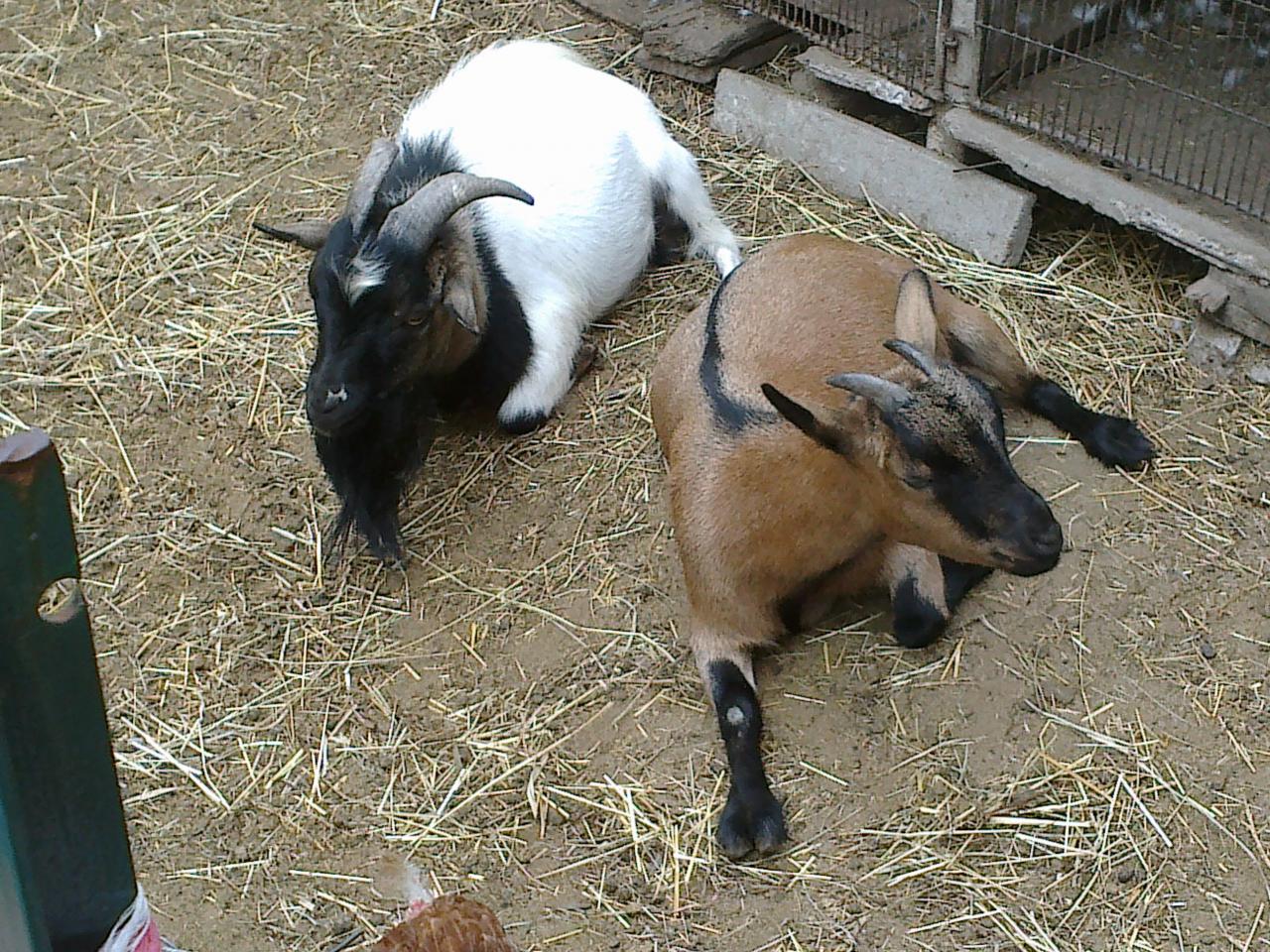 les chèvres naines