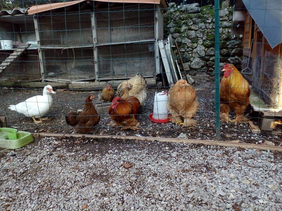 poules et coq d'ornement,