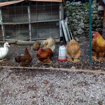 les animaux de la ferme  equestre et pédagogique