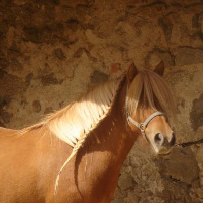 L'élevage de poneys shetland primés