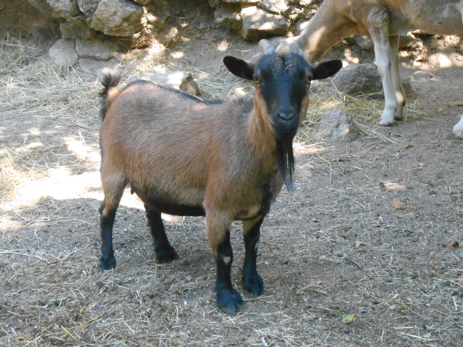 chévre naine alpine 