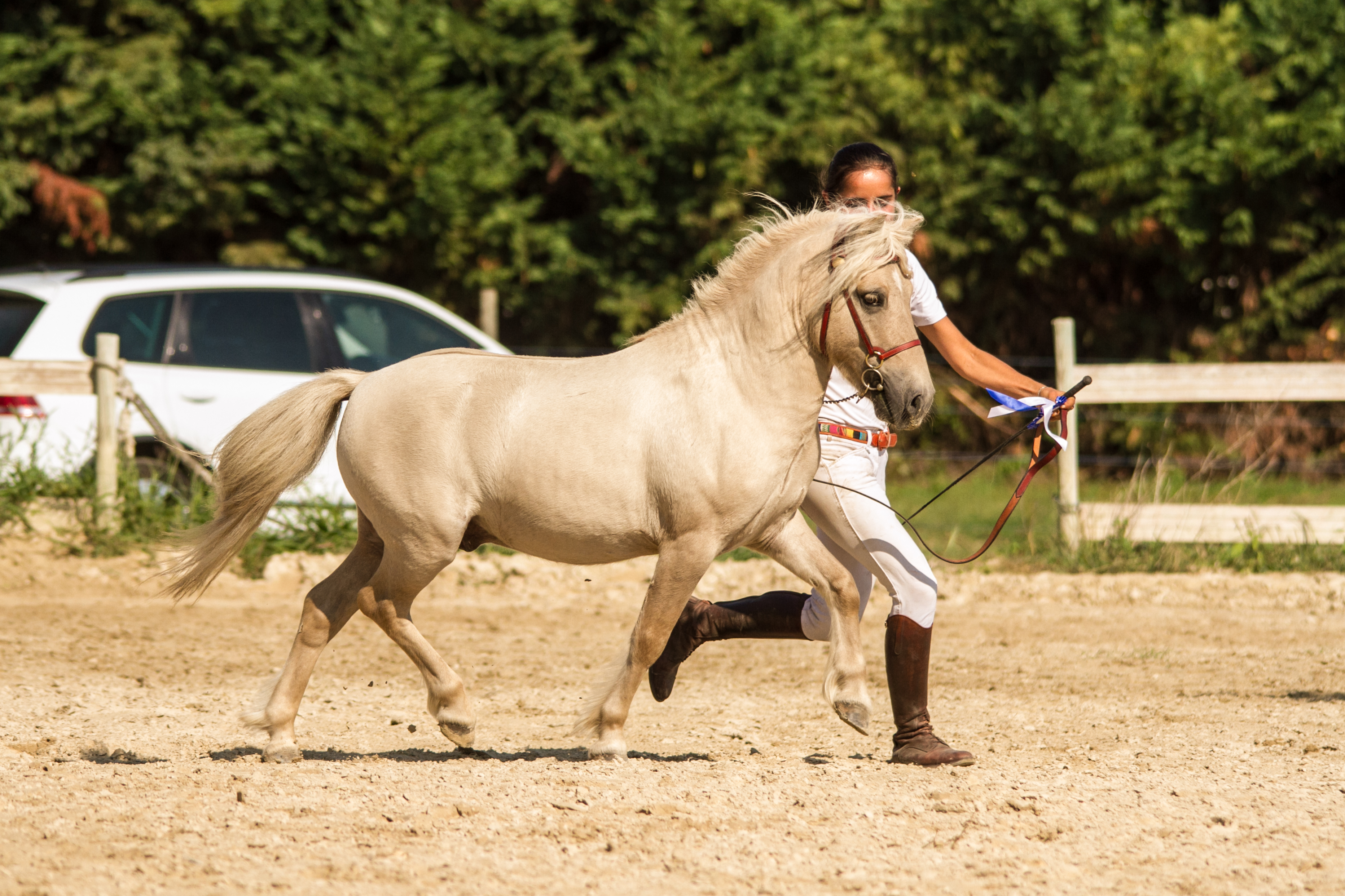 Esprit de Liubov etalon de l'elevage