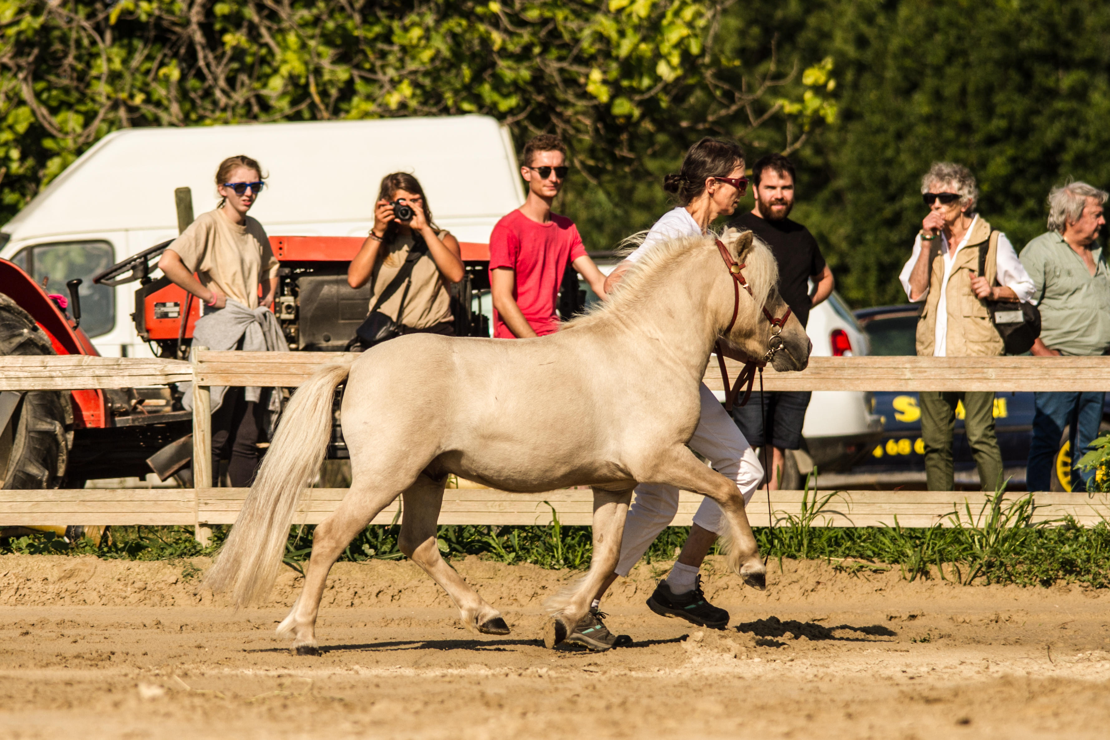 Esprit de Liubov etalon de l'elevage 