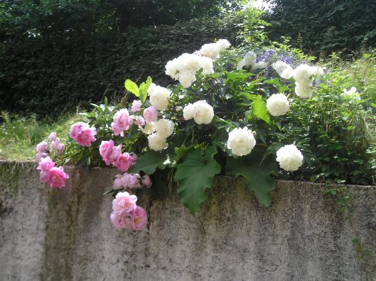 les Pivoines au dessus de la carrière