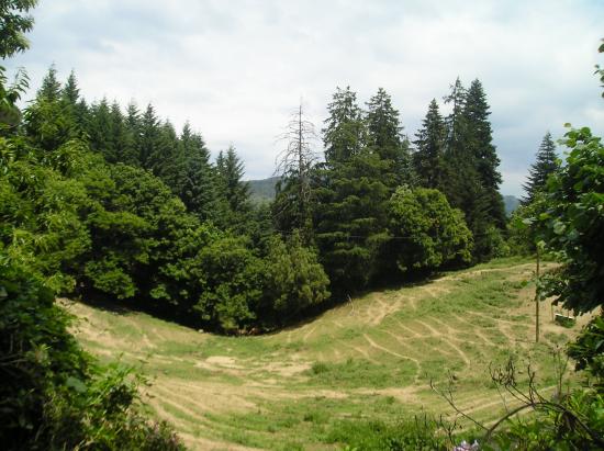 les arbres centenaires