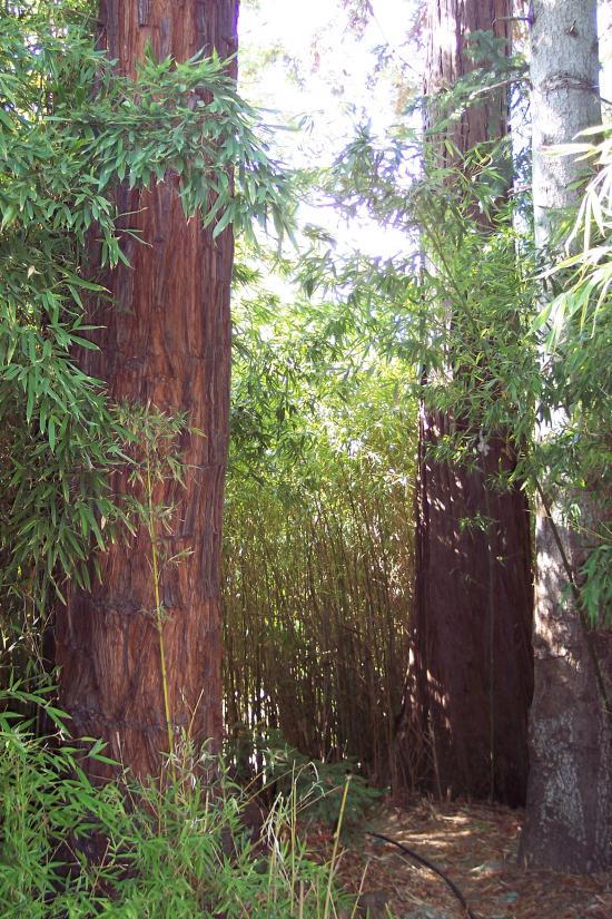 arbres centenaire