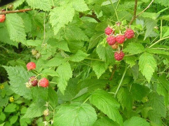 les framboises du jardin