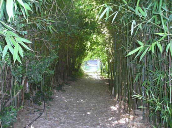 balade dans la bambouseraie