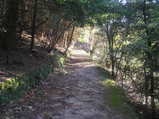 sous les chênes vert