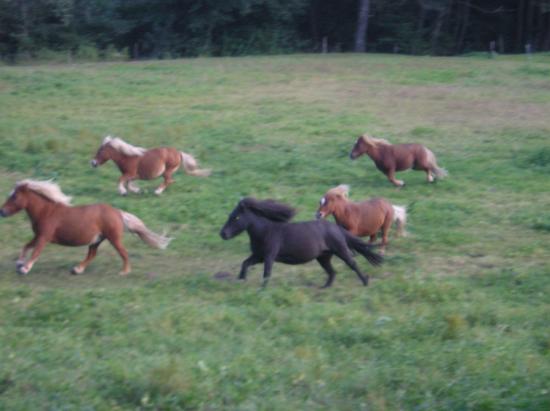 Les poulains de Isard du Tregord