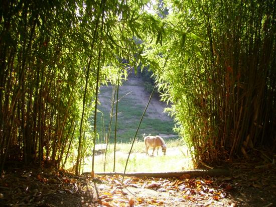 entre les bambous.....