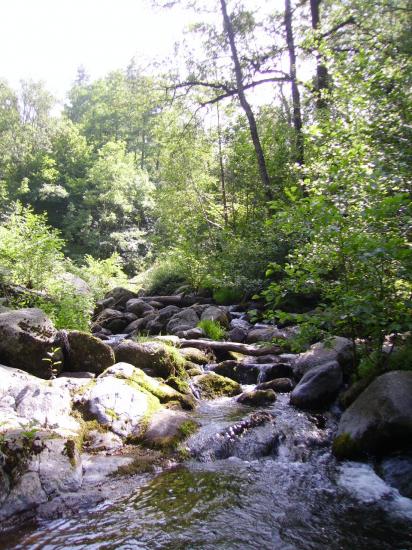 la rivière en été