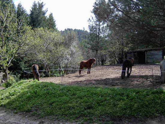 paddock des doubles poneys