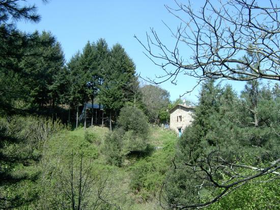 le gîte dans les sapins