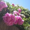 valse de pivoines