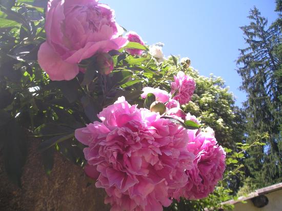 les pivoines magnifiques