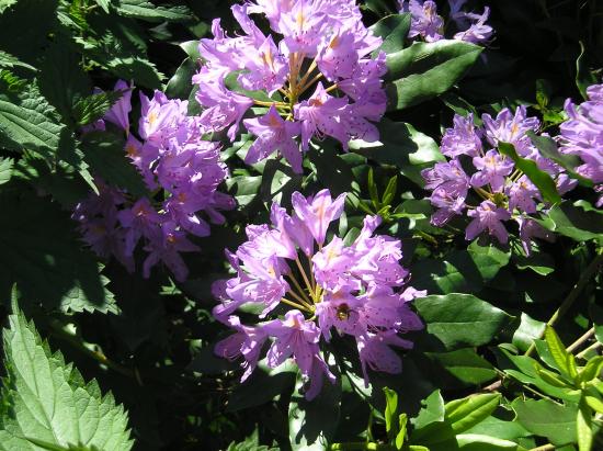 fleurs du rododhendron