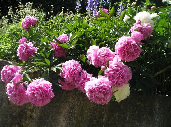 cascade de pivoines