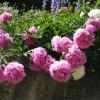 cascade de pivoines
