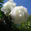 Pivoine blanche