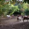 paddock des shetlands