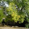 Le fresne centenaire
