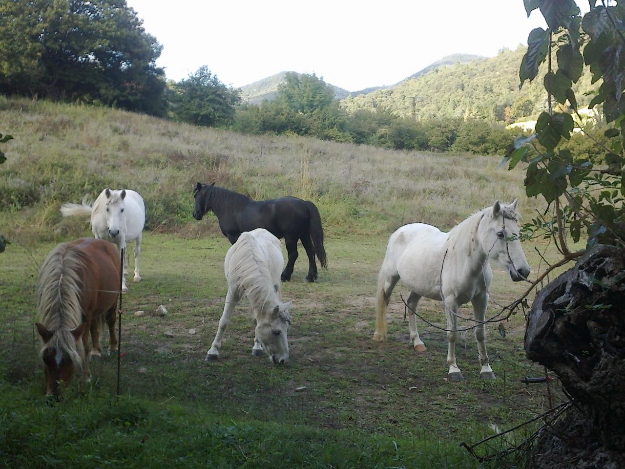 les doubles poneys 