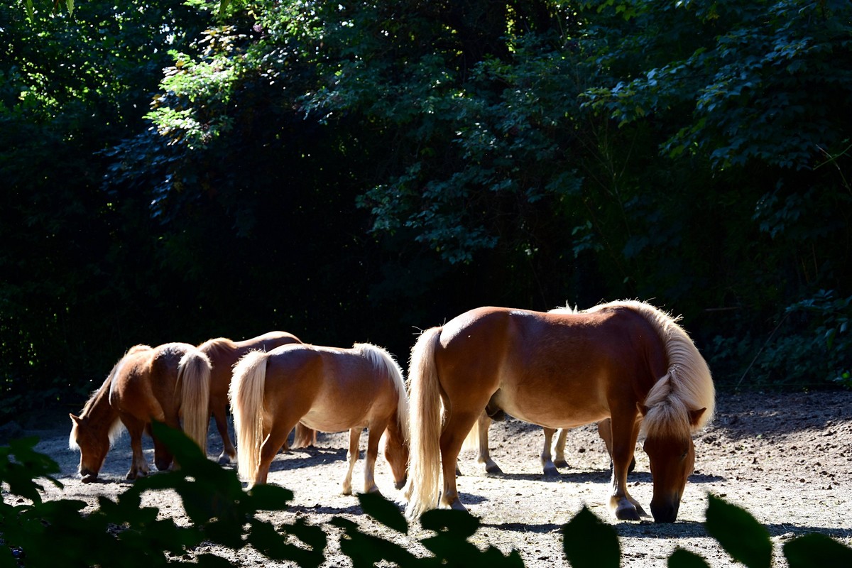 Poneys du val d emeraude